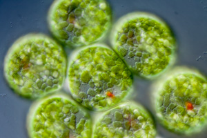 Euglena sp. protists