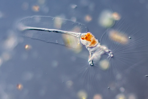 Collotheca rotifer