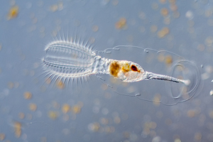 Stephanosphaera rotifer