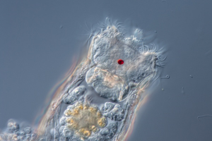 Keratella rotifer