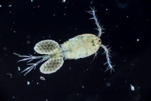 Copepode