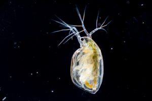 Daphnia water flea